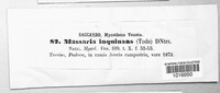 Massaria inquinans image